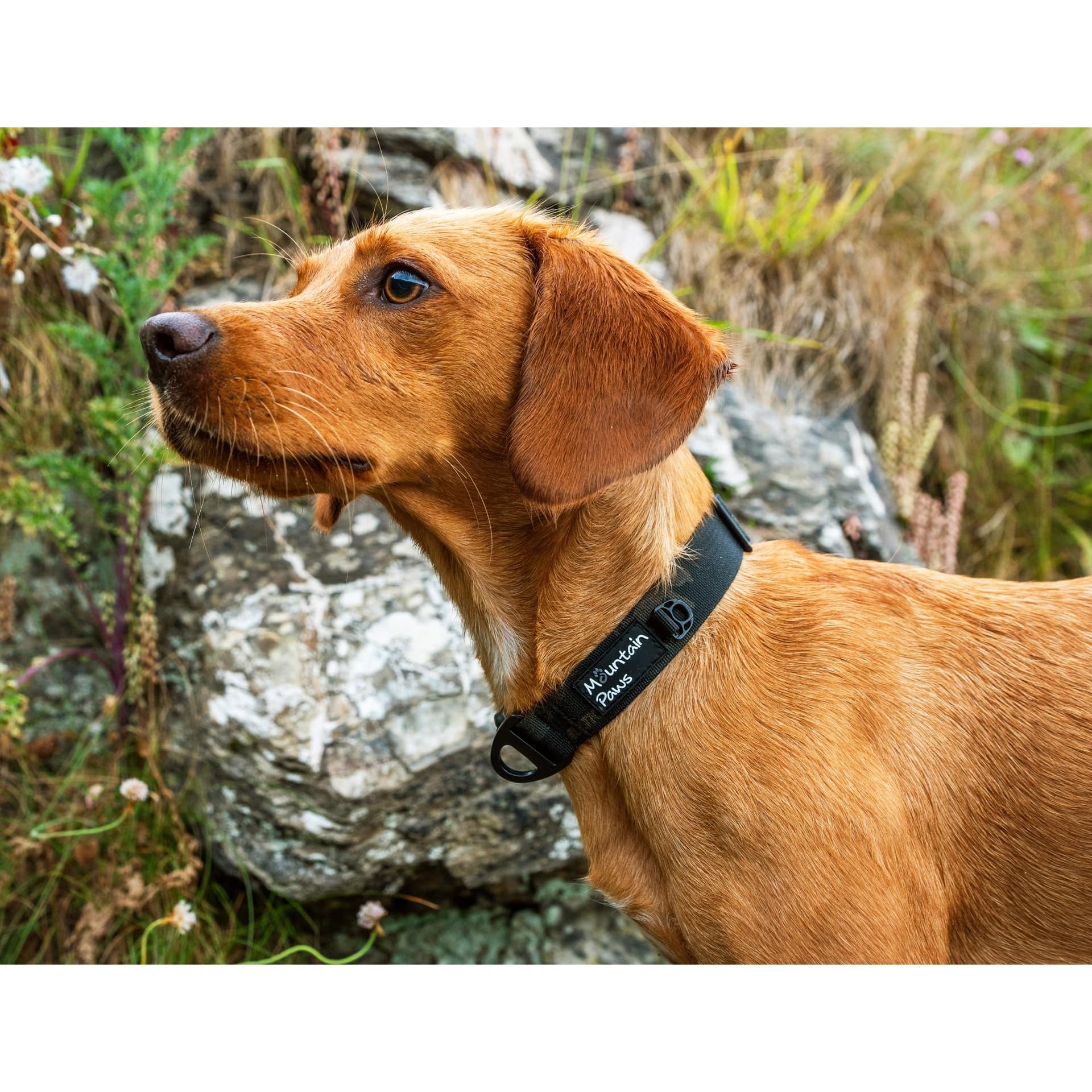 Κολάρο Σκύλου Mountain Paws 360-580mm Μαύρο | www.lightgear.gr