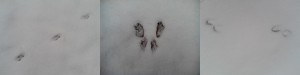 Αποτυπώματα ζώων στο χιόνι | www.lightgear.gr